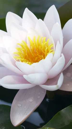 White Lotus Wallpaper