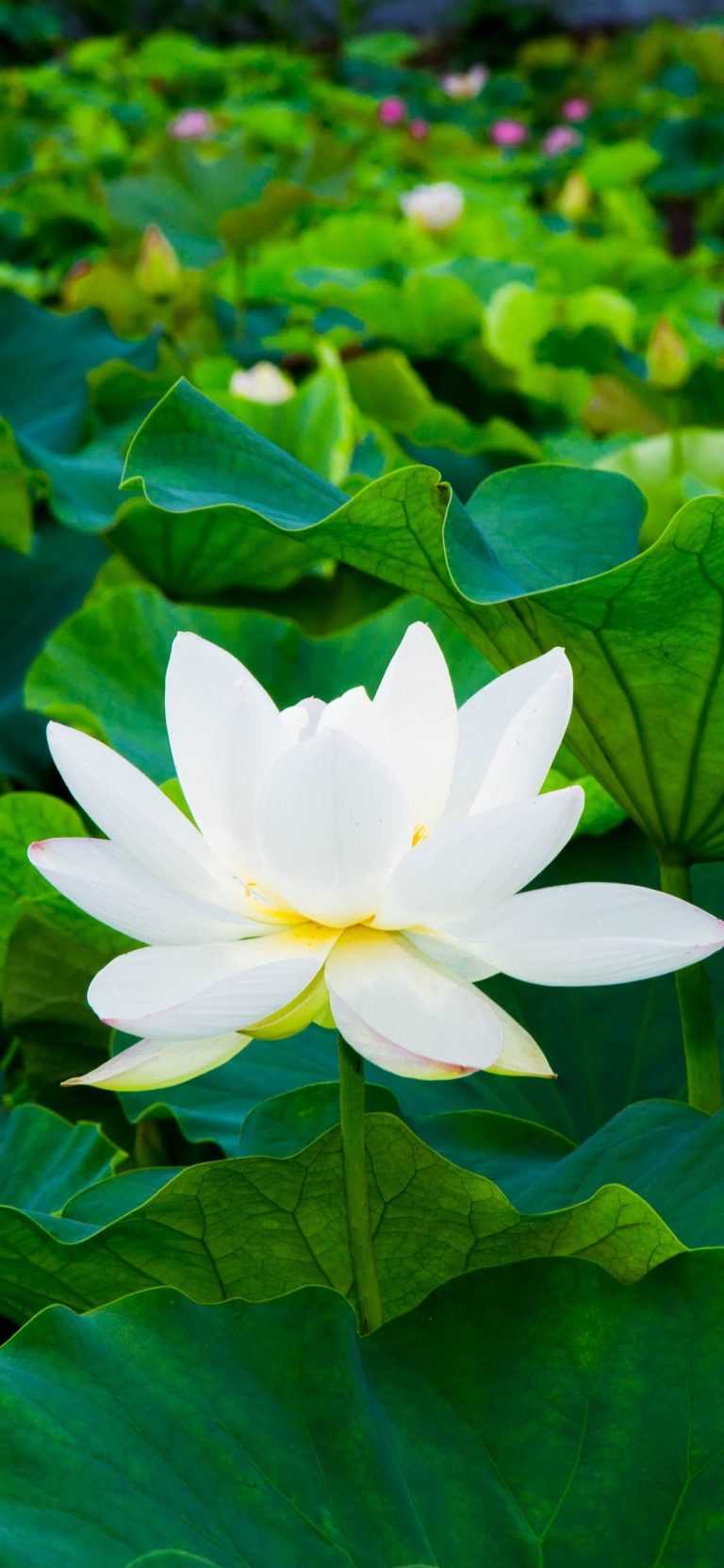 White Lotus Wallpaper iXpap