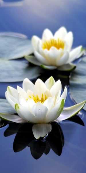 White Lotus Wallpaper