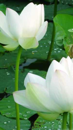 White Lotus Wallpaper