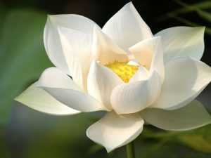 White Lotus Wallpaper Desktop