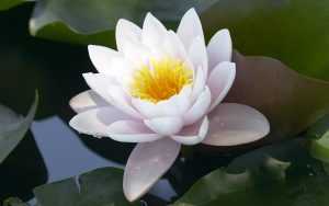 White Lotus Wallpaper Desktop