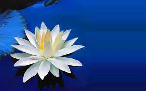 White Lotus Wallpaper PC