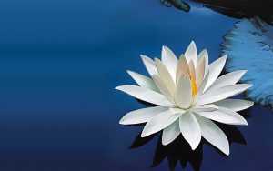 White Lotus Wallpaper PC