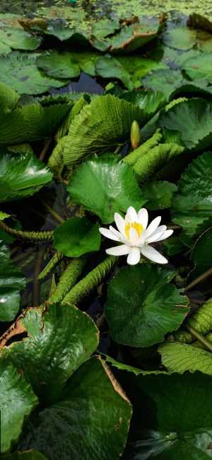 White Lotus Wallpaper iPhone