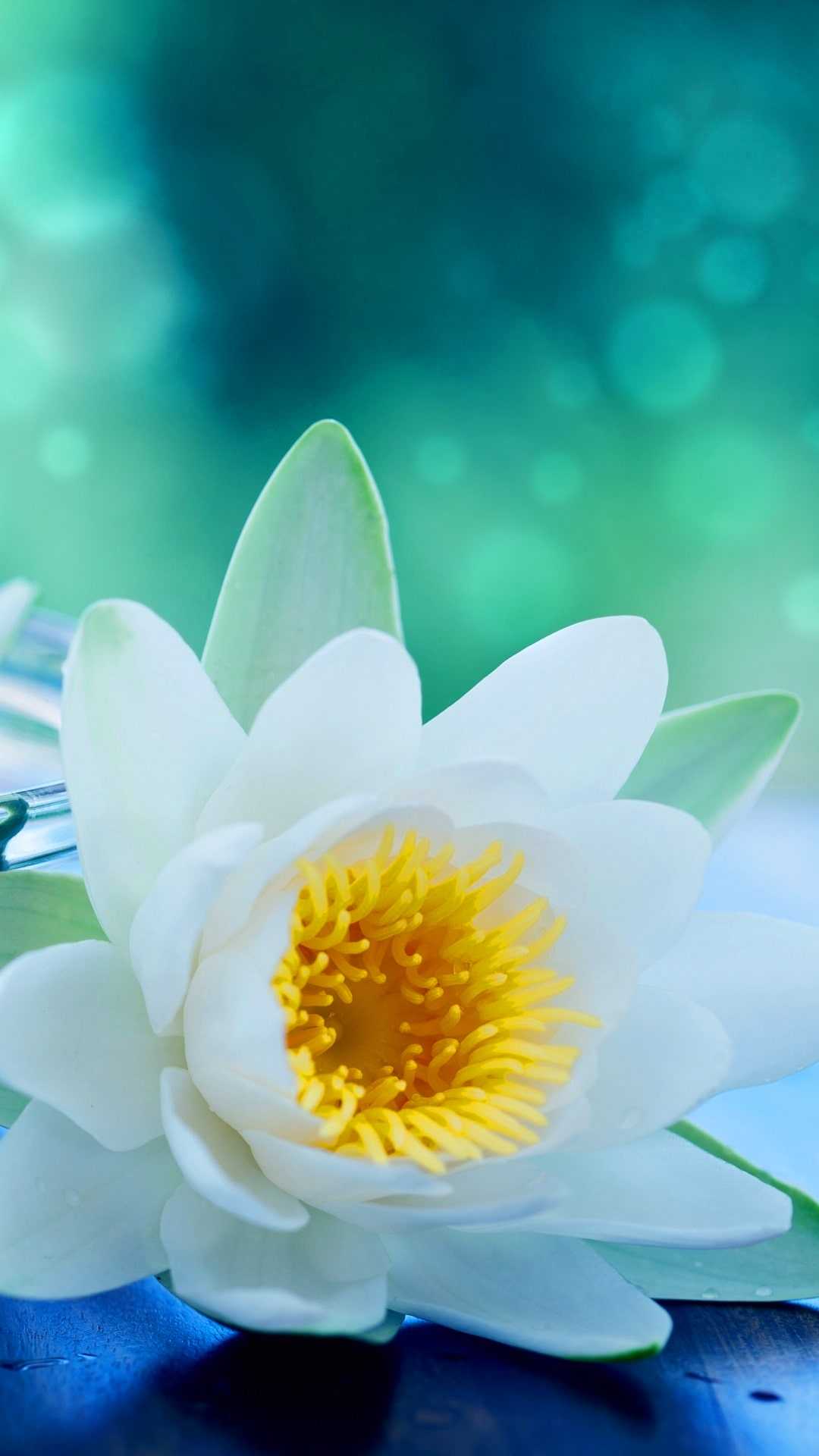 White Lotus Wallpaper - iXpap