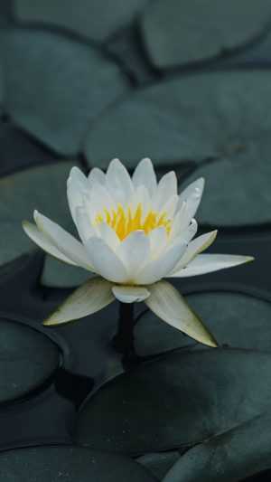 White Lotus Wallpapers