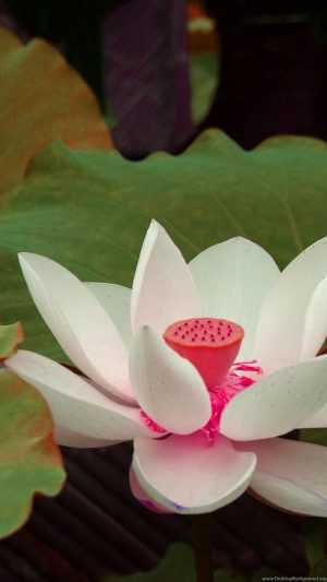 White Lotus Wallpapers