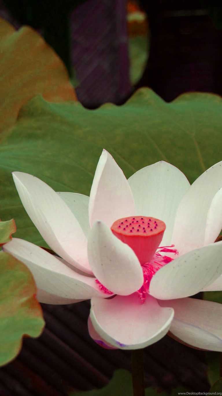 White Lotus Wallpapers iXpap