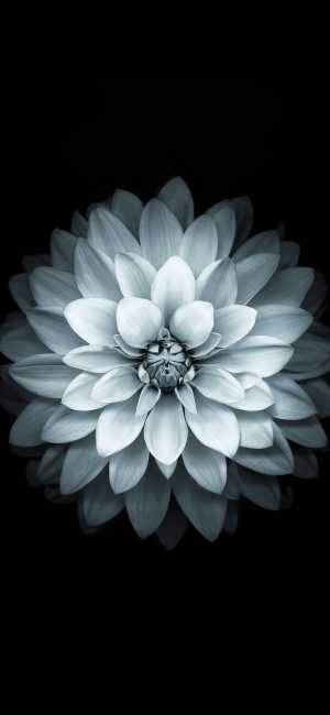 White Lotus Wallpapers