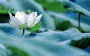 White Lotus Wallpapers