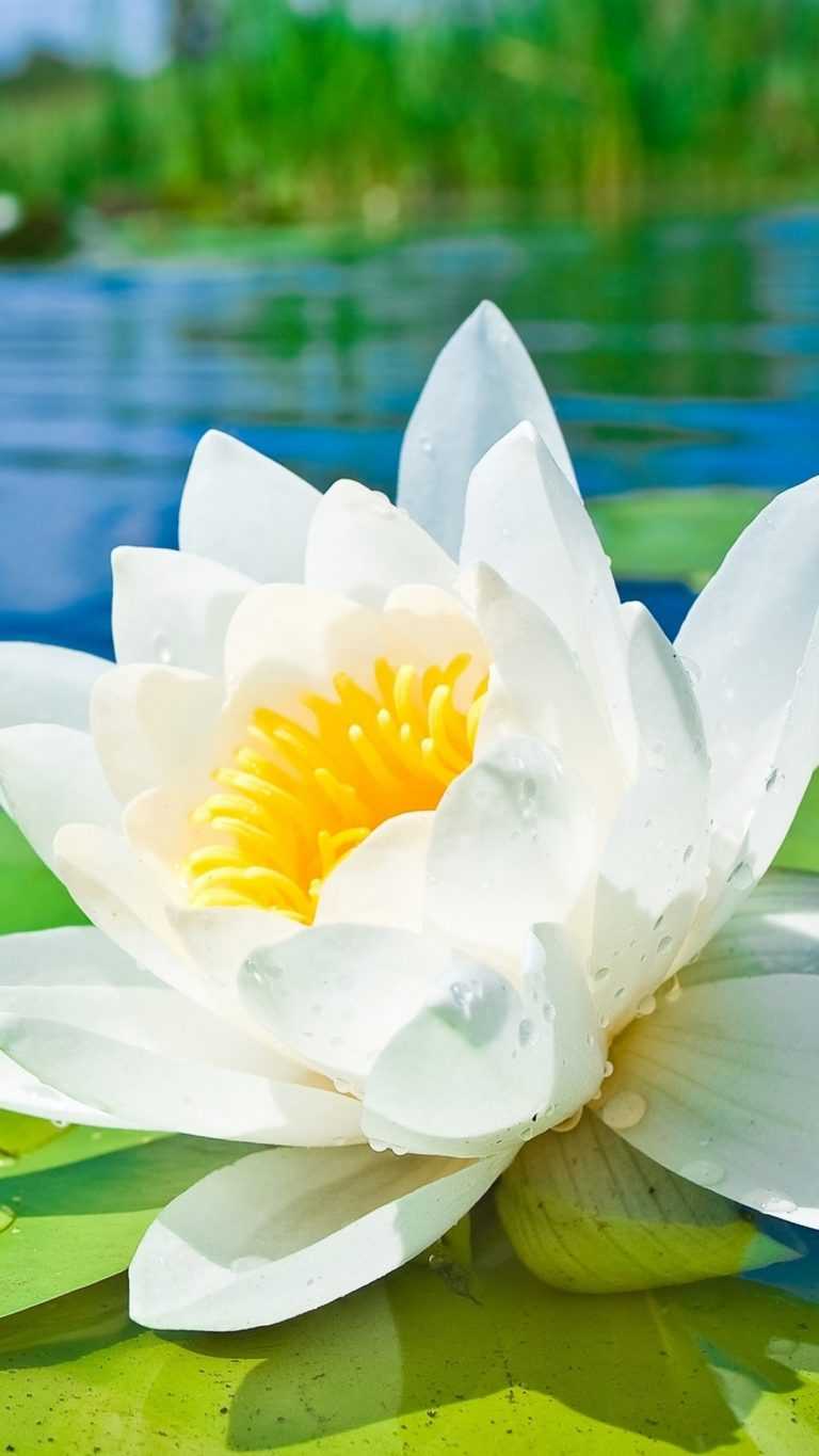 White Lotus Wallpapers iXpap