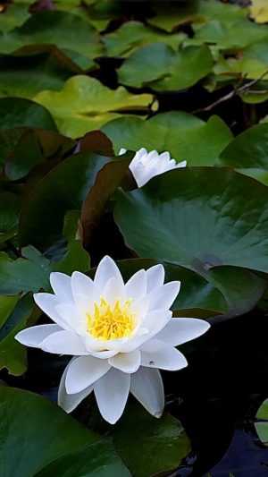 White Lotus Wallpapers