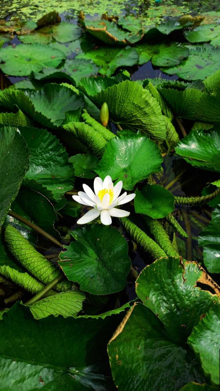 White Lotus Wallpapers iXpap