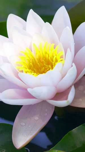 White Lotus Wallpapers