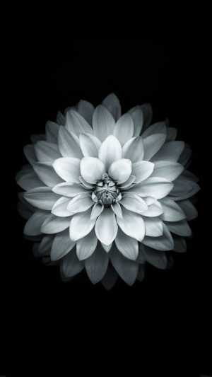 White Lotus Wallpapers