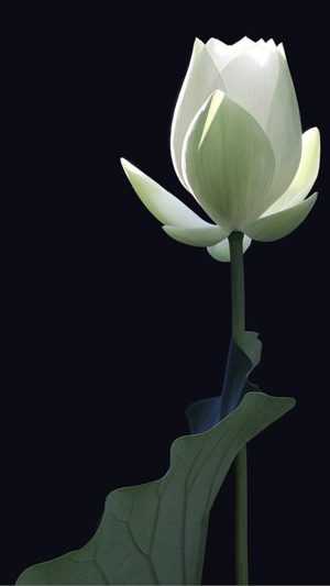 White Lotus iPhone Wallpaper