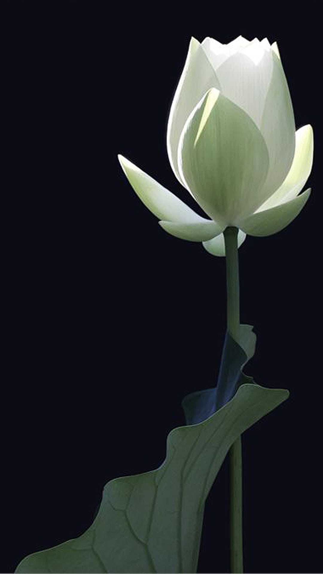 Carcasa iPhone - White Lotus
