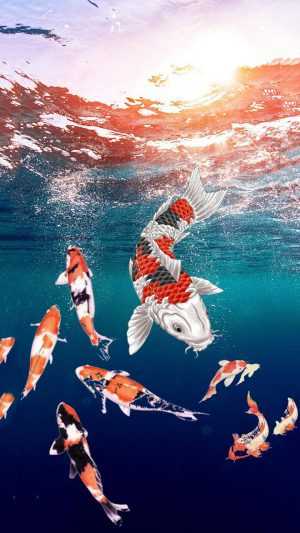 iPhone Koi Fish Wallpaper