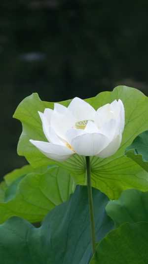 iPhone White Lotus Wallpaper