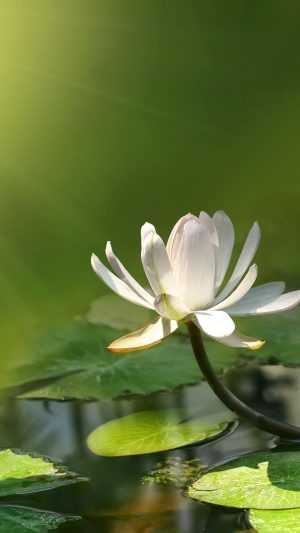 iPhone White Lotus Wallpapers