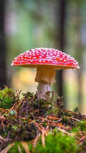 4K Mushroom Wallpaper 4K Mushroom Wallpaper