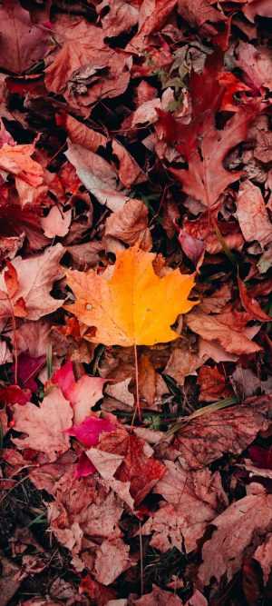 Autumn Leaves Wallpaper