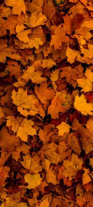 Autumn Leaves Wallpaper