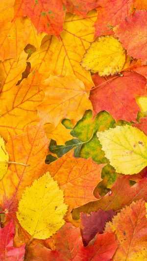 Autumn Leaves Wallpaper