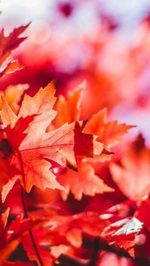 Autumn Leaves Wallpaper