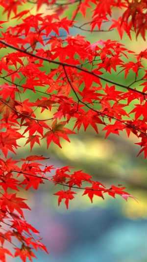 Autumn Leaves Wallpaper