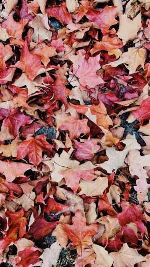 Autumn Wallpaper Autumn Wallpaper