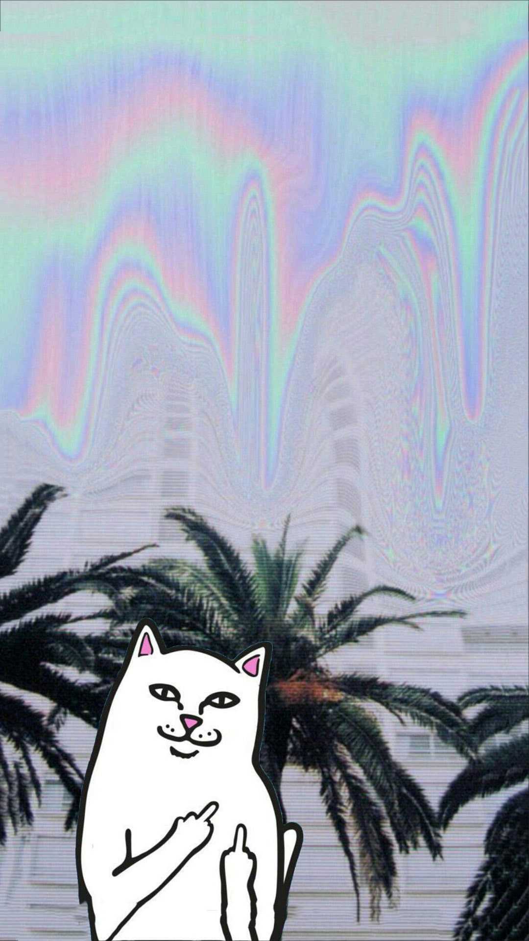 Middle Finger Cat Wallpaper