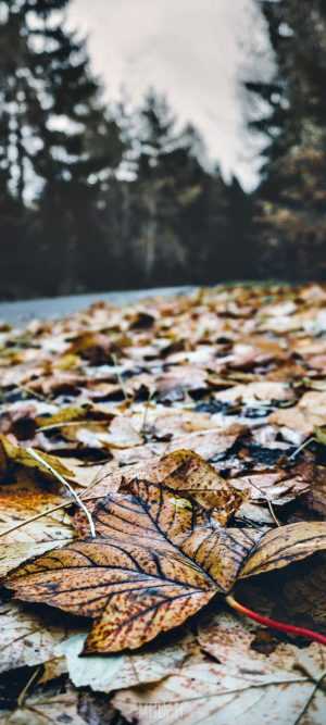Fallen Leaves Wallpaper