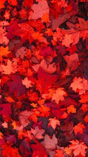 Fallen Leaves Wallpaper