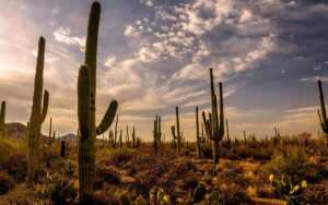 Cactus Desktop Wallpaper