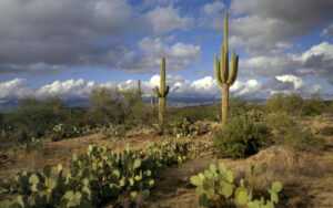 Cactus Wallpaper Desktop