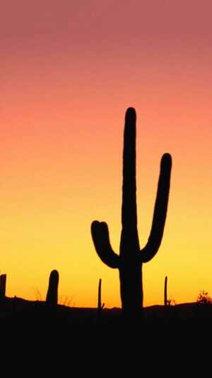 Cactus Wallpapers