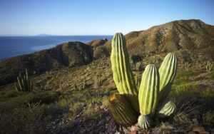 Cactus Wallpaper