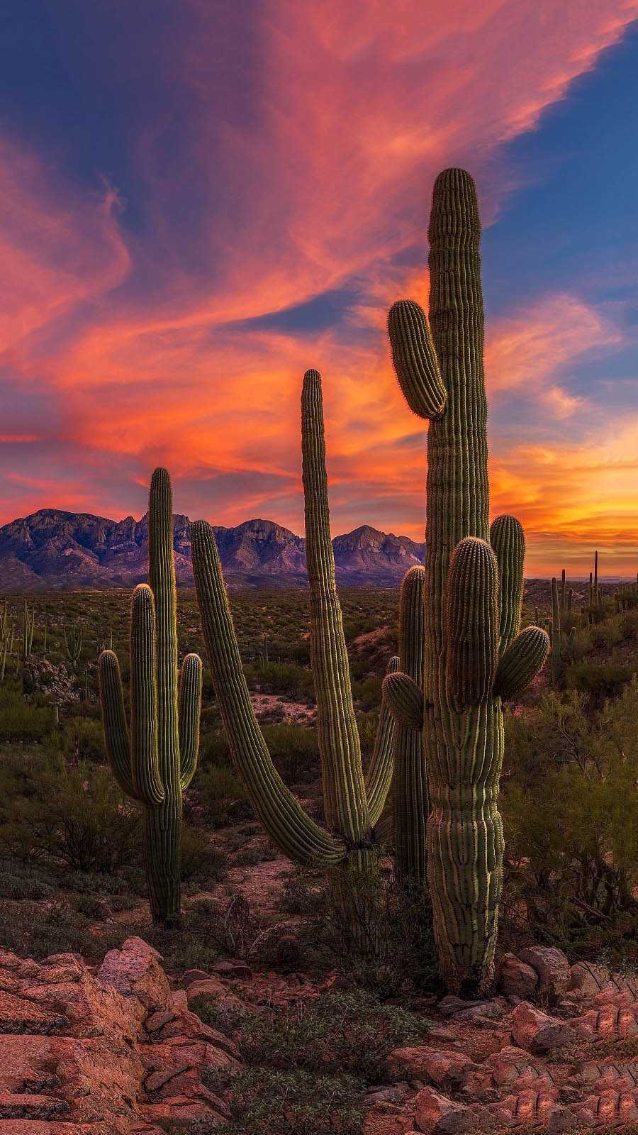 Cactus Wallpapers - iXpap