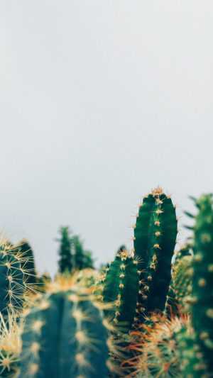 Cactus Wallpapers