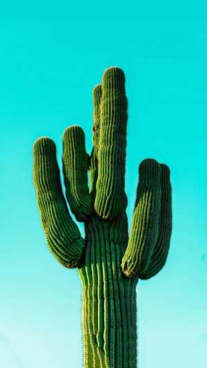 Cactus Wallpapers