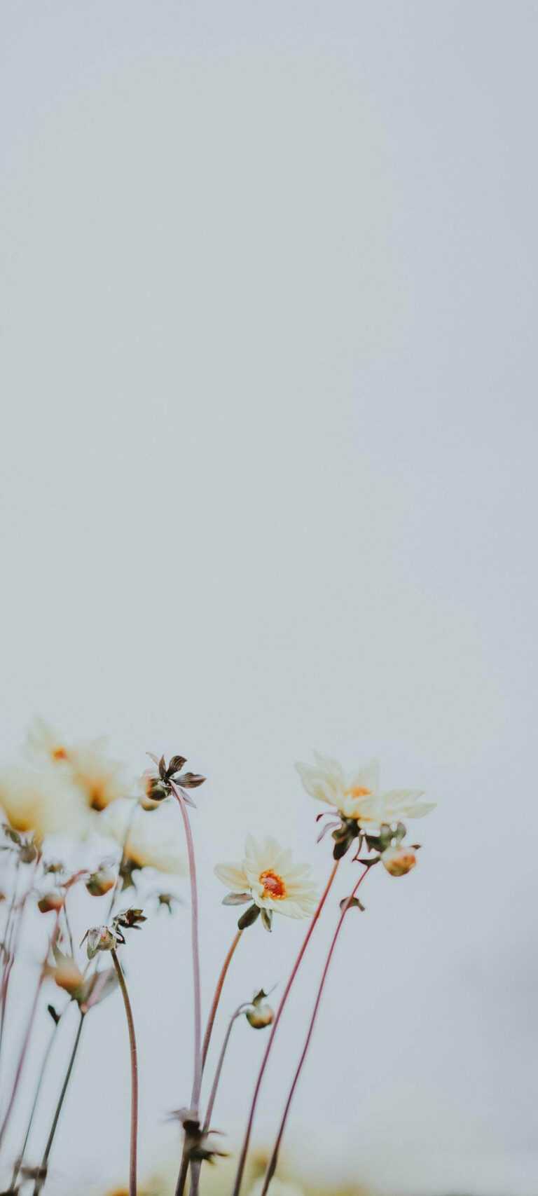 1080×2400 Wallpapers iXpap — free download