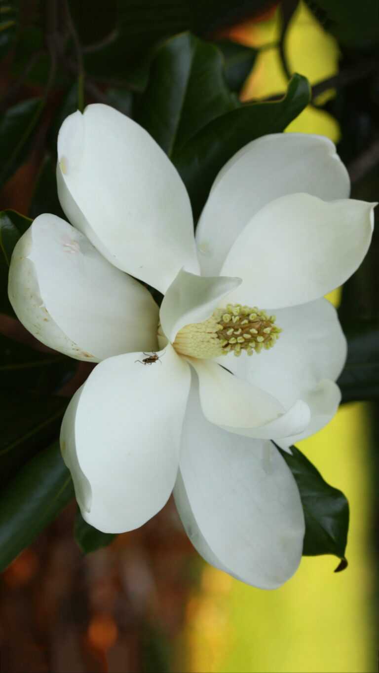 Magnolia Pop-Up Ablaufventil – Messing Verchromt, Für Waschbecken, 1 1/4" Gewinde