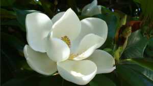 Magnolia Wallpapers