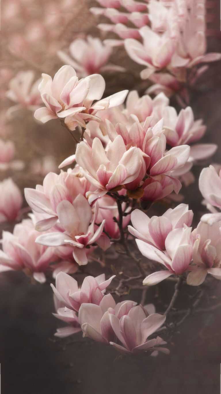 Pink Magnolia Wallpaper iXpap