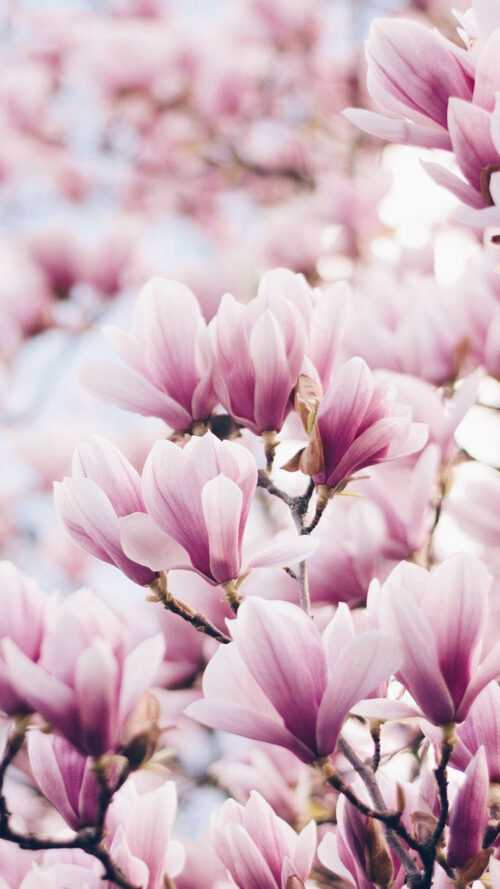 Pink Magnolia Wallpaper iXpap