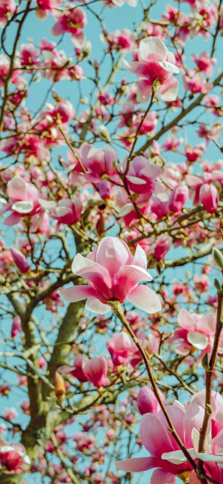 Pink Magnolia Wallpaper iXpap