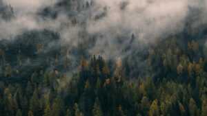 4K Foggy Forest Wallpaper