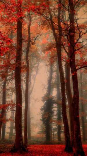 Foggy Forest Wallpaper
